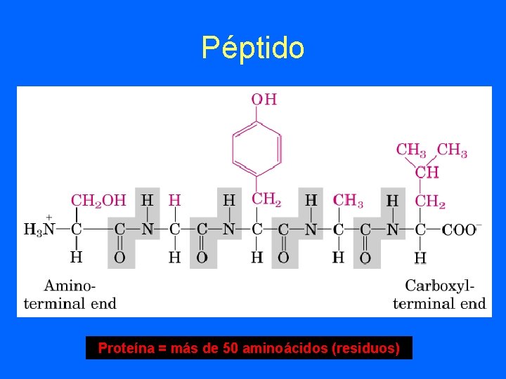 Péptido Proteína = más de 50 aminoácidos (residuos) 