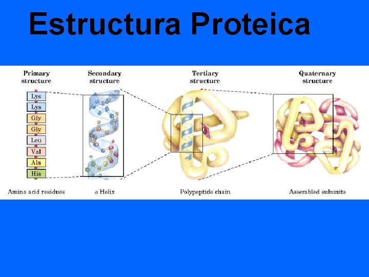 Estructura Proteica 