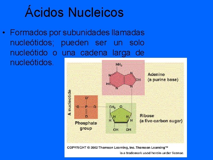 Ácidos Nucleicos • Formados por subunidades llamadas nucleótidos; pueden ser un solo nucleótido o