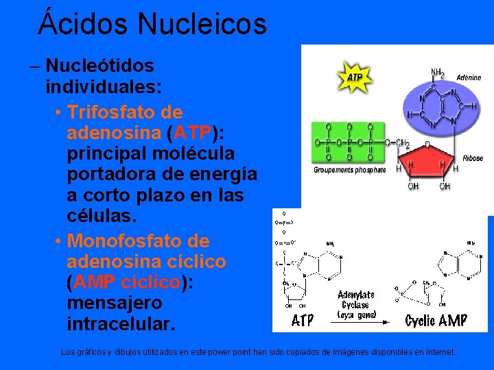 Ácidos Nucleicos – Nucleótidos individuales: • Trifosfato de adenosina (ATP): principal molécula portadora de