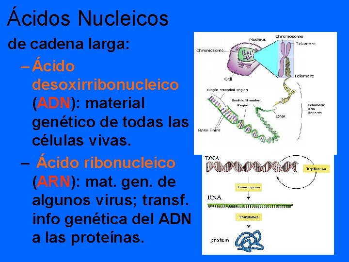 Ácidos Nucleicos de cadena larga: – Ácido desoxirribonucleico (ADN): material genético de todas las