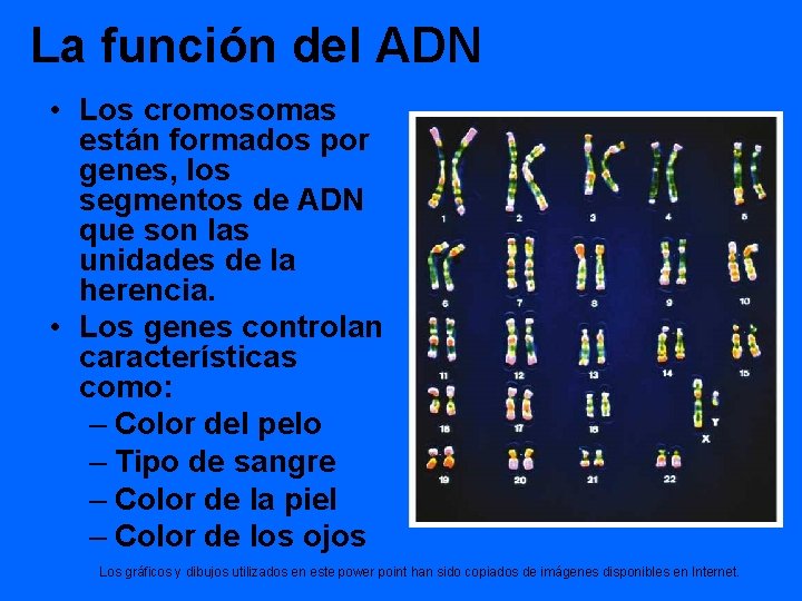 La función del ADN • Los cromosomas están formados por genes, los segmentos de