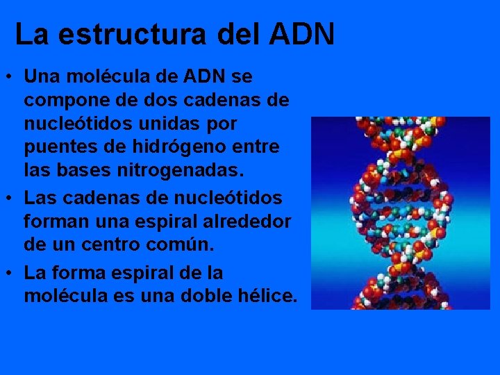 La estructura del ADN • Una molécula de ADN se compone de dos cadenas