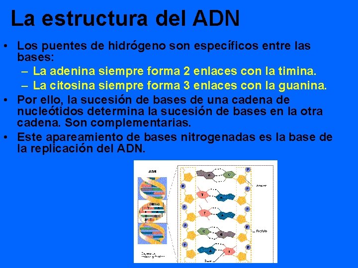 La estructura del ADN • Los puentes de hidrógeno son específicos entre las bases: