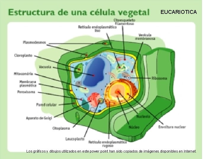 EUCARIOTICA Los gráficos y dibujos utilizados en este power point han sido copiados de