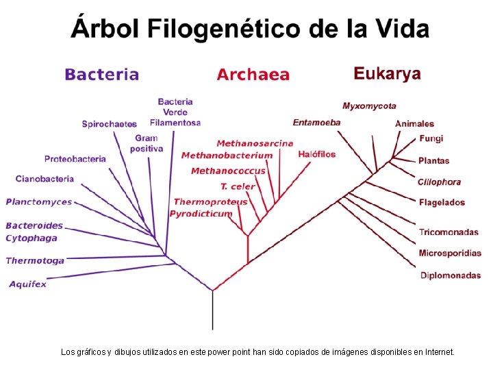 Los gráficos y dibujos utilizados en este power point han sido copiados de imágenes