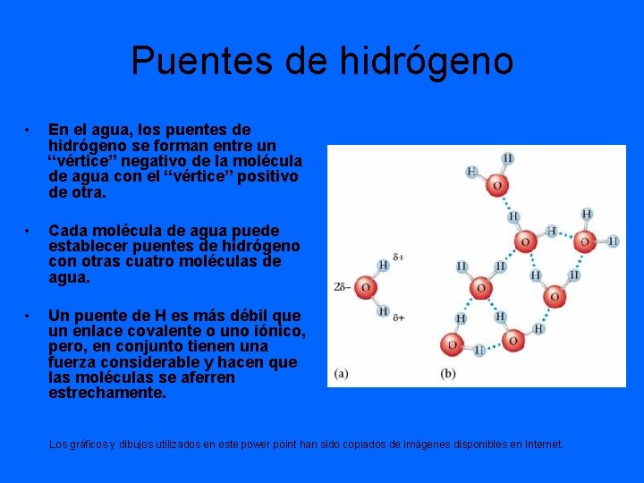 Puentes de hidrógeno • En el agua, los puentes de hidrógeno se forman entre