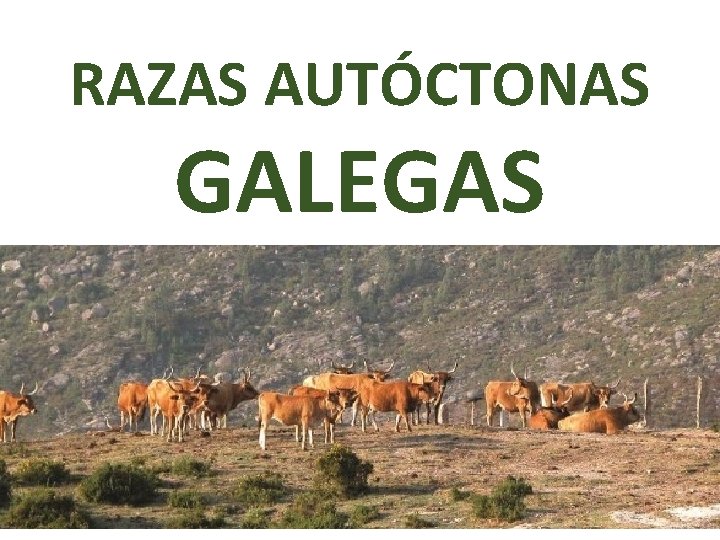 RAZAS AUTÓCTONAS GALEGAS 