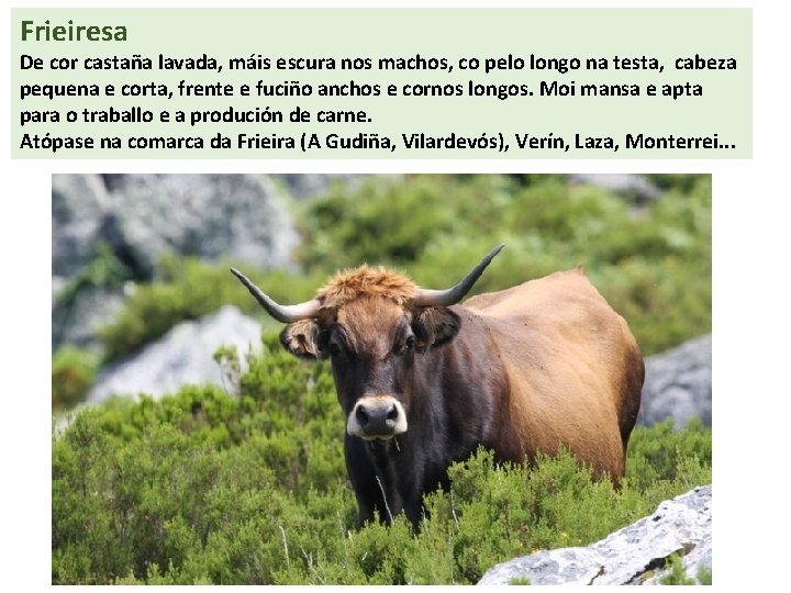 Frieiresa De cor castaña lavada, máis escura nos machos, co pelo longo na testa,