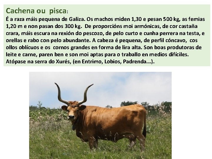 Cachena ou pisca: É a raza máis pequena de Galiza. Os machos miden 1,