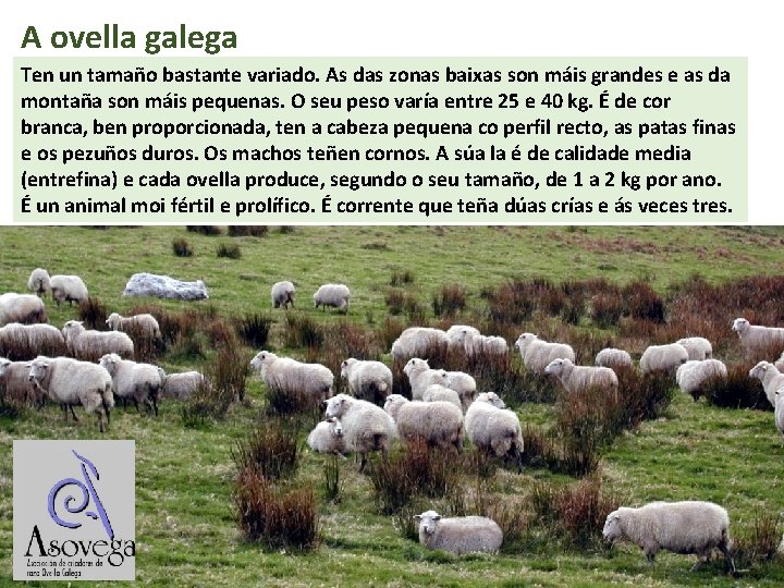 A ovella galega Ten un tamaño bastante variado. As das zonas baixas son máis
