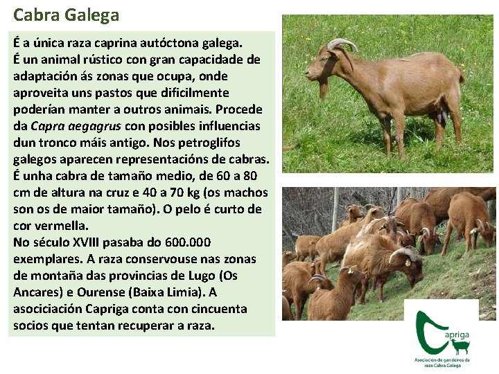 Cabra Galega É a única raza caprina autóctona galega. É un animal rústico con