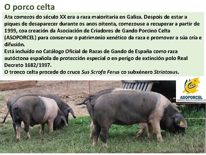 O porco celta Ata comezos do século XX era a raza maioritaria en Galiza.