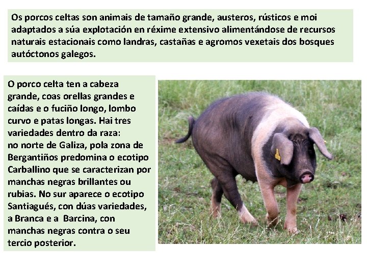 Os porcos celtas son animais de tamaño grande, austeros, rústicos e moi adaptados a