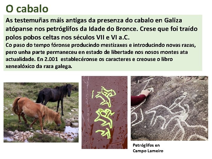O cabalo As testemuñas máis antigas da presenza do cabalo en Galiza atópanse nos