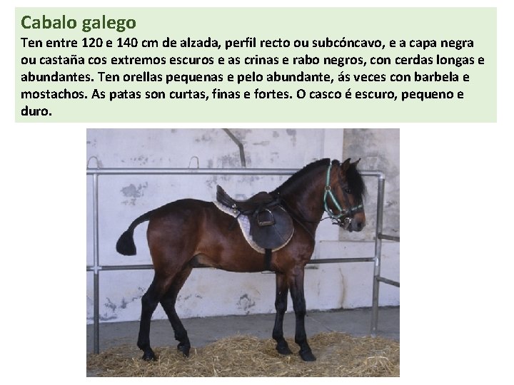 Cabalo galego Ten entre 120 e 140 cm de alzada, perfil recto ou subcóncavo,