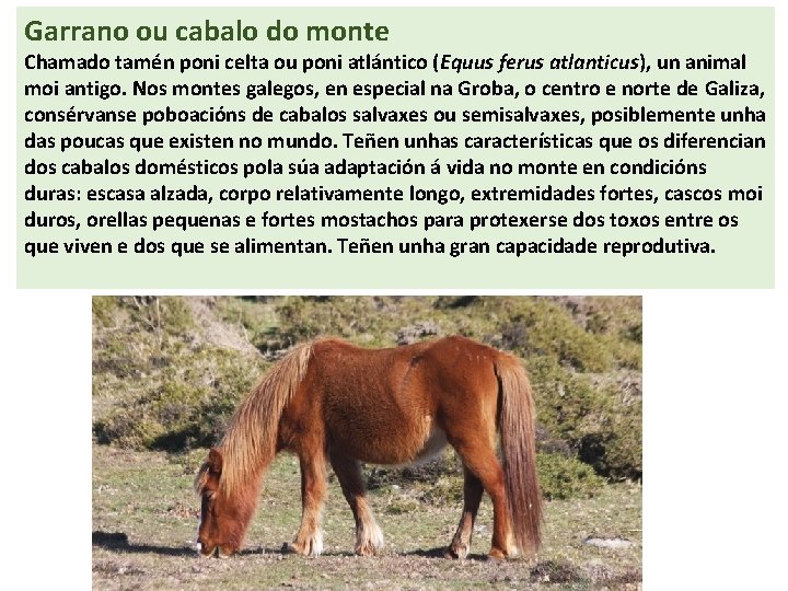 Garrano ou cabalo do monte Chamado tamén poni celta ou poni atlántico (Equus ferus