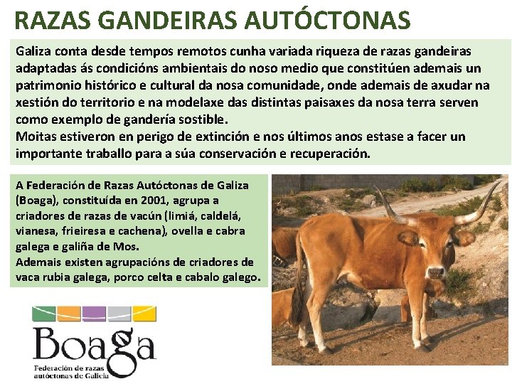 RAZAS GANDEIRAS AUTÓCTONAS Galiza conta desde tempos remotos cunha variada riqueza de razas gandeiras