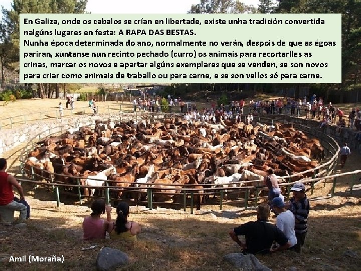 En Galiza, onde os cabalos se crían en libertade, existe unha tradición convertida nalgúns