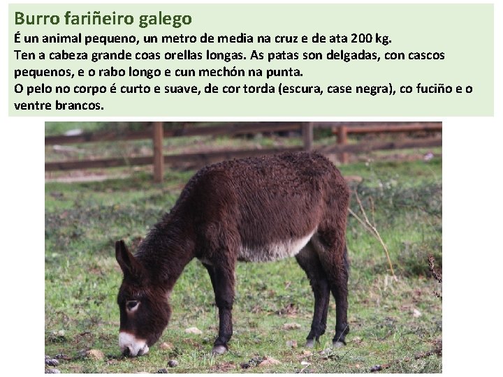Burro fariñeiro galego É un animal pequeno, un metro de media na cruz e