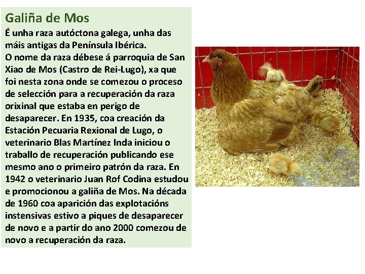 Galiña de Mos É unha raza autóctona galega, unha das máis antigas da Península
