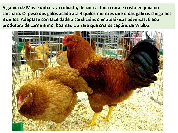 A galiña de Mos é unha raza robusta, de cor castaña crara e crista