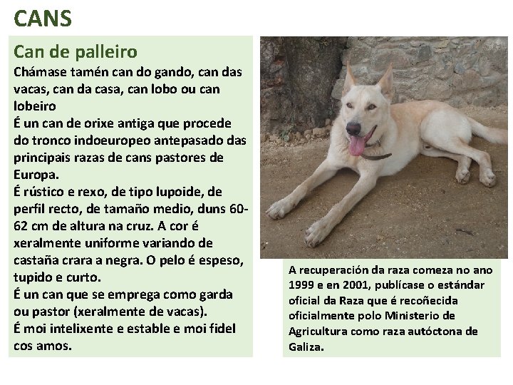 CANS Can de palleiro Chámase tamén can do gando, can das vacas, can da