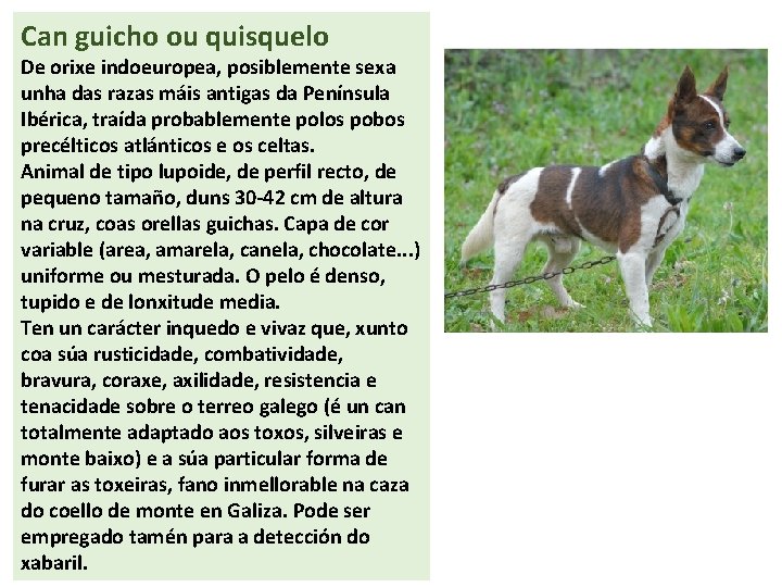 Can guicho ou quisquelo De orixe indoeuropea, posiblemente sexa unha das razas máis antigas