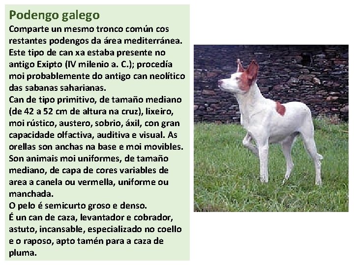 Podengo galego Comparte un mesmo tronco común cos restantes podengos da área mediterránea. Este