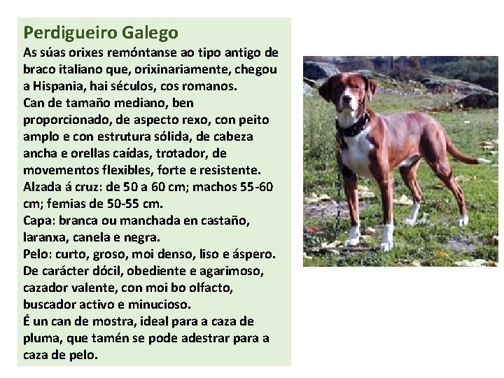 Perdigueiro Galego As súas orixes remóntanse ao tipo antigo de braco italiano que, orixinariamente,