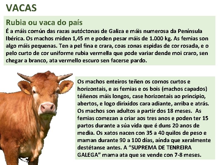 VACAS Rubia ou vaca do país É a máis común das razas autóctonas de