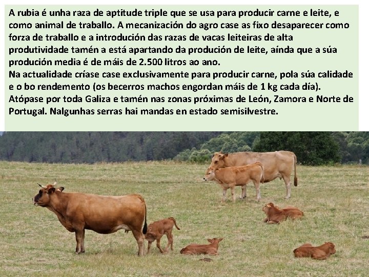 A rubia é unha raza de aptitude triple que se usa para producir carne