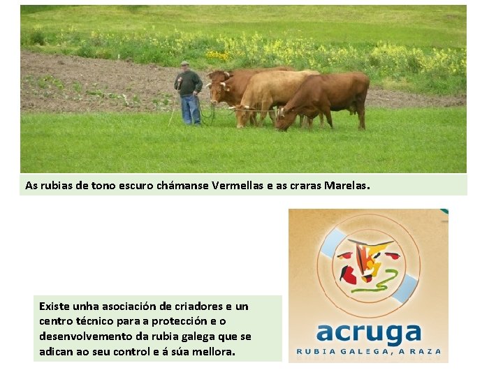 As rubias de tono escuro chámanse Vermellas e as craras Marelas. Existe unha asociación