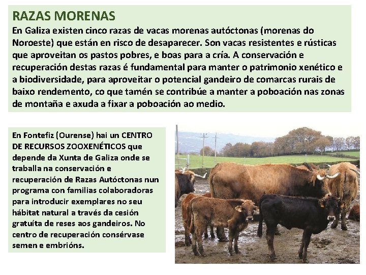 RAZAS MORENAS En Galiza existen cinco razas de vacas morenas autóctonas (morenas do Noroeste)