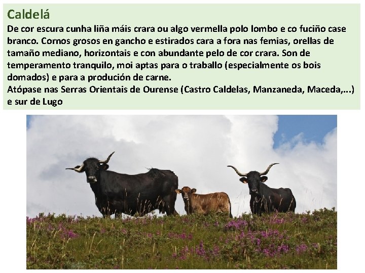 Caldelá De cor escura cunha liña máis crara ou algo vermella polo lombo e