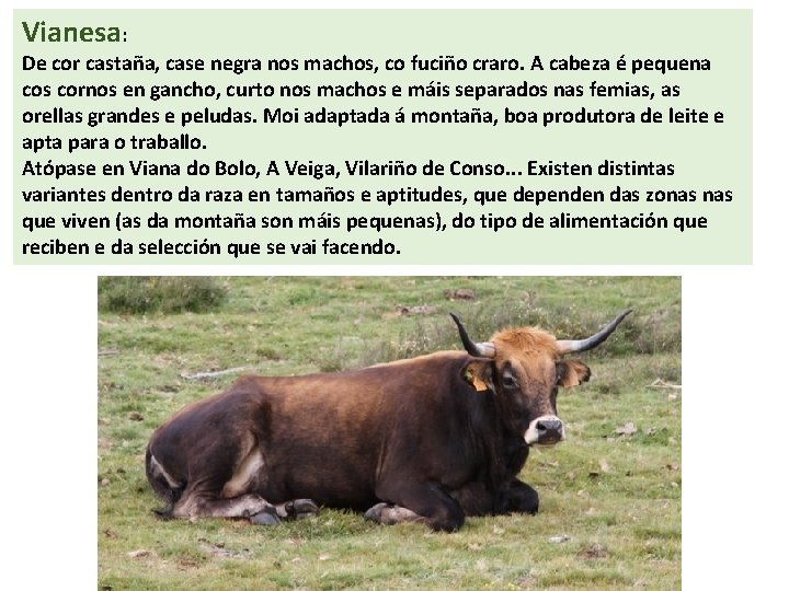 Vianesa: De cor castaña, case negra nos machos, co fuciño craro. A cabeza é