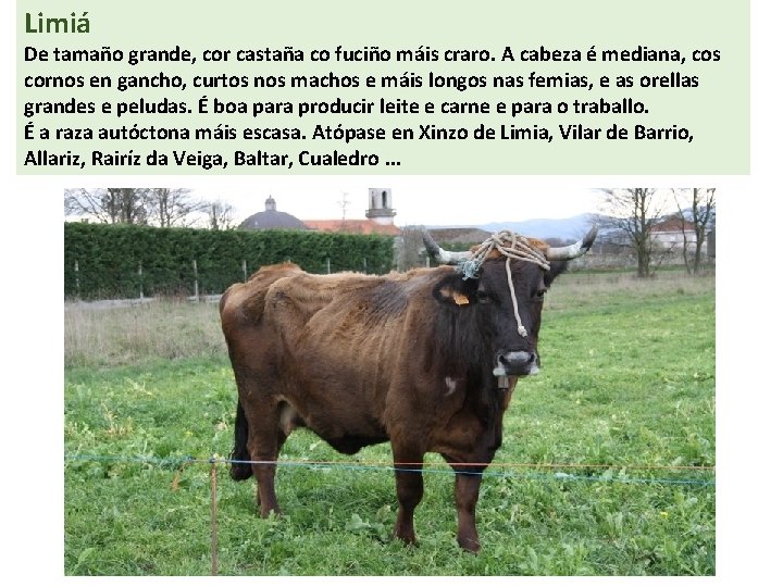 Limiá De tamaño grande, cor castaña co fuciño máis craro. A cabeza é mediana,