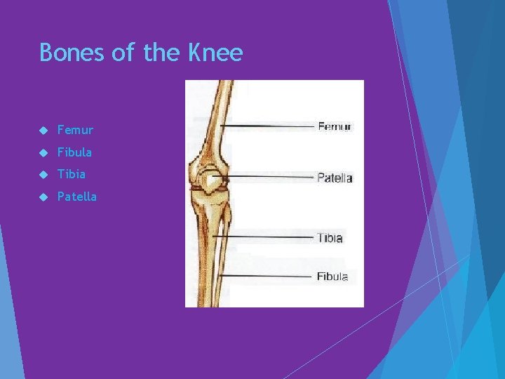 The Knee Bones of the Knee Femur Fibula