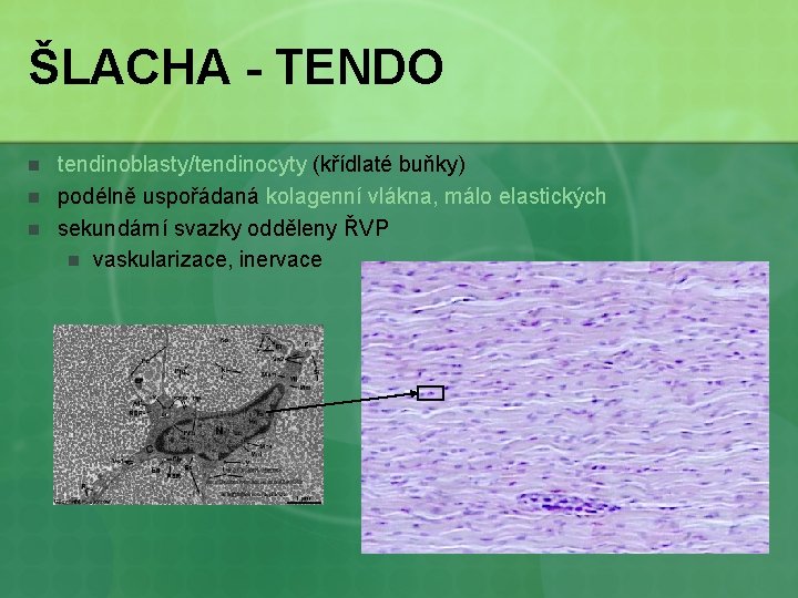 ŠLACHA - TENDO n n n tendinoblasty/tendinocyty (křídlaté buňky) podélně uspořádaná kolagenní vlákna, málo