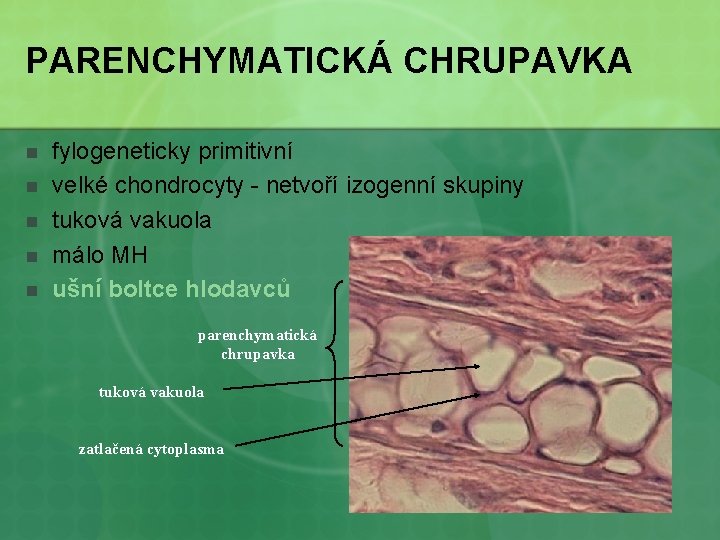 PARENCHYMATICKÁ CHRUPAVKA n n n fylogeneticky primitivní velké chondrocyty - netvoří izogenní skupiny tuková