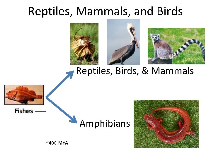 Reptiles, Mammals, and Birds Reptiles, Birds, & Mammals Amphibians ~400 MYA 
