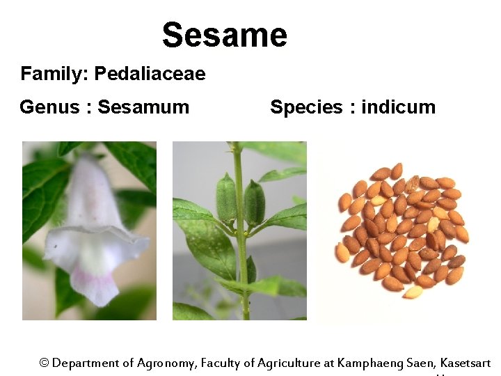 Sesame Family: Pedaliaceae Genus : Sesamum Species : indicum © Department of Agronomy, Faculty