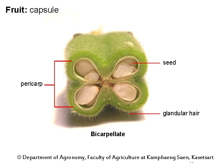Fruit: capsule seed pericarp glandular hair Bicarpellate © Department of Agronomy, Faculty of Agriculture