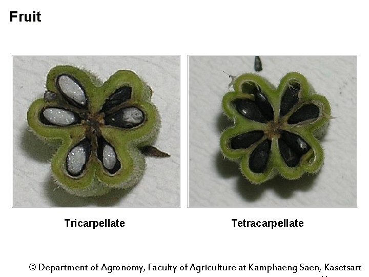 Fruit Tricarpellate Tetracarpellate © Department of Agronomy, Faculty of Agriculture at Kamphaeng Saen, Kasetsart