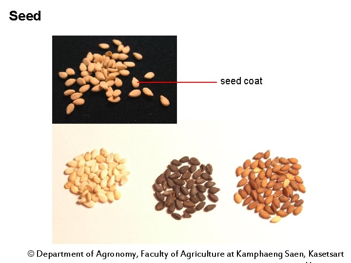 Seed seed coat © Department of Agronomy, Faculty of Agriculture at Kamphaeng Saen, Kasetsart