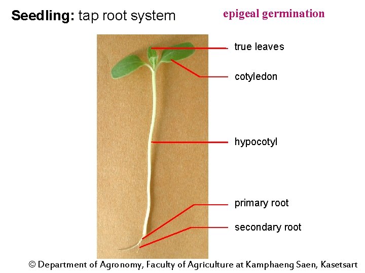 Seedling: tap root system epigeal germination true leaves cotyledon hypocotyl primary root secondary root