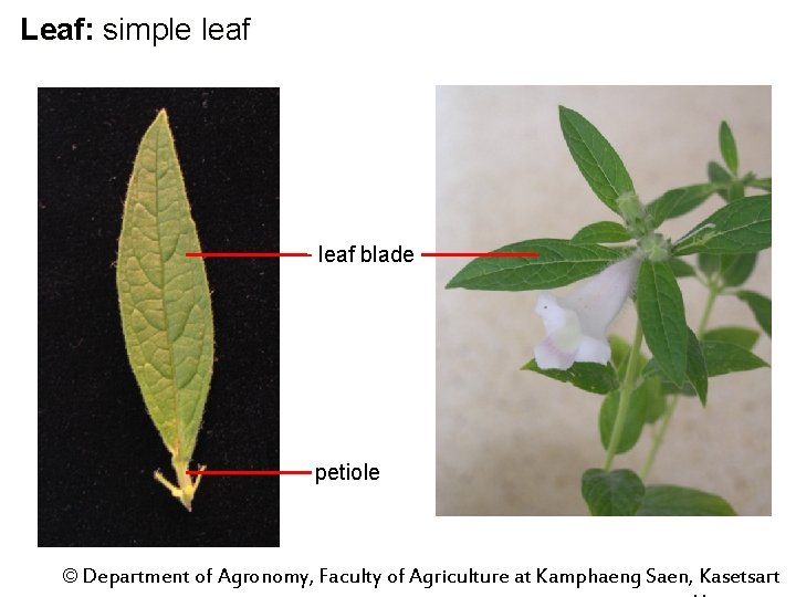 Leaf: simple leaf blade petiole © Department of Agronomy, Faculty of Agriculture at Kamphaeng