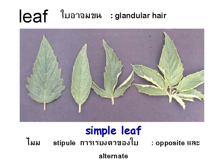 leaf ไมม ใบอาจมขน : glandular hair simple leaf stipule การเรยงตวของใบ : opposite และ alternate