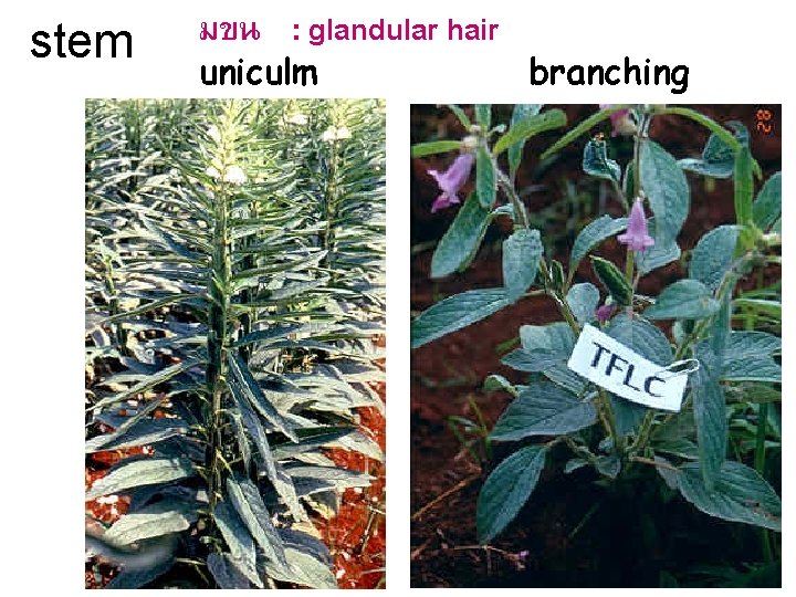 stem มขน : glandular hair uniculm branching 