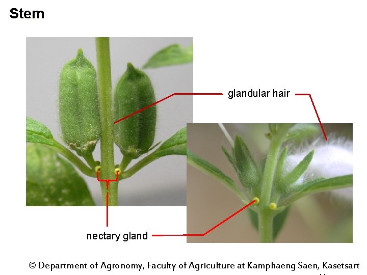 Stem glandular hair nectary gland © Department of Agronomy, Faculty of Agriculture at Kamphaeng